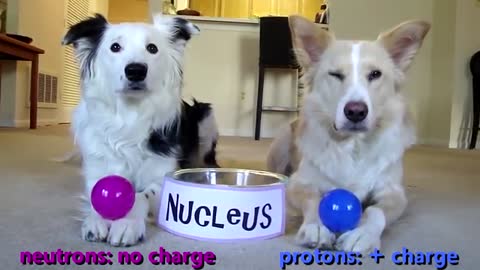 Dogs Teaching Chemistry - The Atom