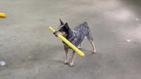 Baseball Dog Hits Home Run