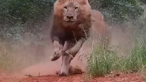 Angry Lion