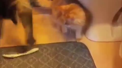 Funny Nouthy Little Cat Video