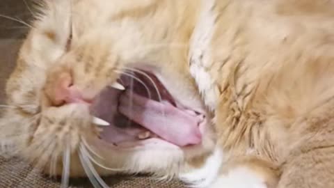 The Internet's Funniest Cat Video is Here