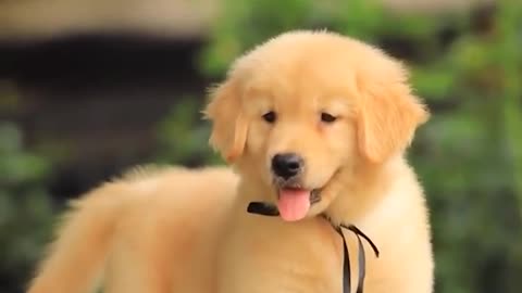 Golden retriever puppy