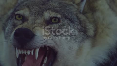 A Stuffed Dire Wolf With A Bared Mouth