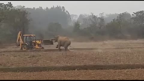 Elephant vs JCB