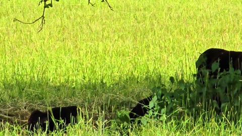 Sheep chilling / Many mainly black sheep chilling under a tree.