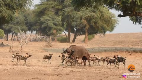 Wild Dogs Pop Huge Pimple on Buffalo