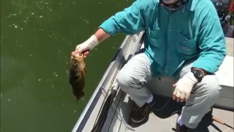 Fly Fishing Peacock Bass in Brazil