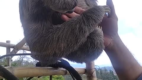 Rescued Sloth Shows Love to Rescuer