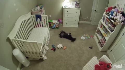 Secret nursery cam captures dog joyfully sneaking into babys room and dancing