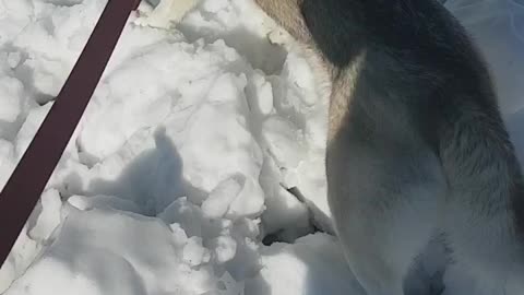 Husky finds snow in middle of summer