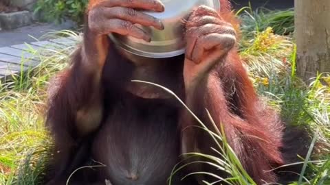 Long-haired chimpanzees