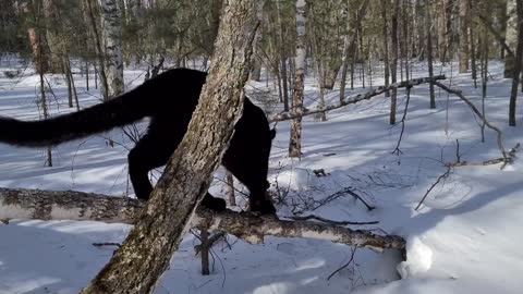 Panther & Rottweiler. Funny moments from the walk