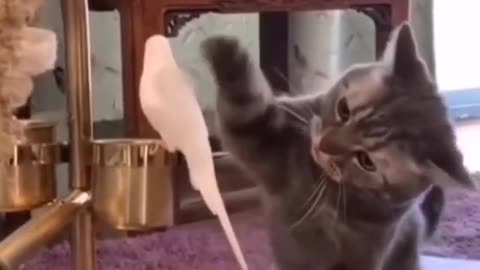 Bird And Cat Funny Video |Animals Funny videos 😂