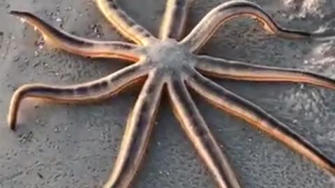 "Discover the Wonders: Amazing Videos of Solaster Stimpsoni – A World of Marvels! 🌍🌊"