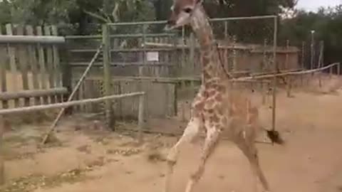 See how fast baby giraffe Shuri runs!