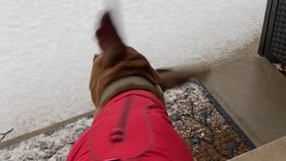 First Snow Makes Rescue Dog Uncertain