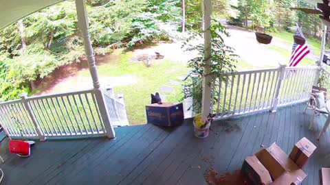 Bear Steals Dog Food Package off Family's Porch