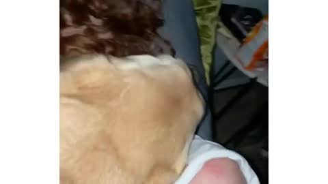 This dog comforts a sad woman