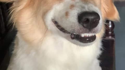 Happy Dog Greets Owner at the Door