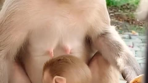 Monkey funny video