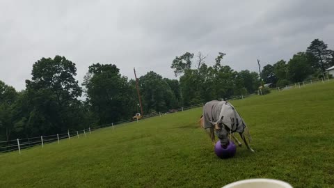 Pasture playmates