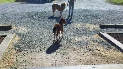 Baby miniature horse chasing me