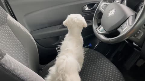 Maltese puppy is curious and funny 😂