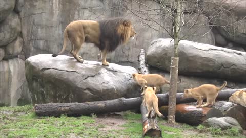 Lion cubs meet dad