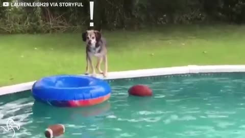 Dog Gets Himself Stuck On A Pool Tube