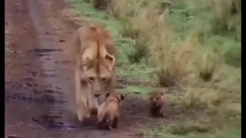 Lion Funny Video