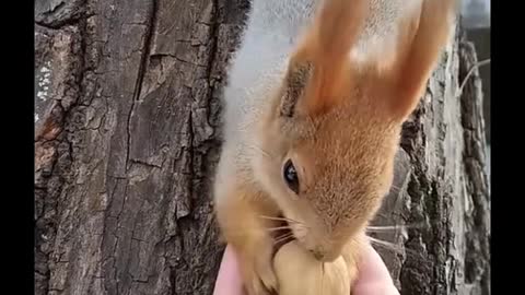 Oh, my God, I love this squirrel. I really love this squirrel