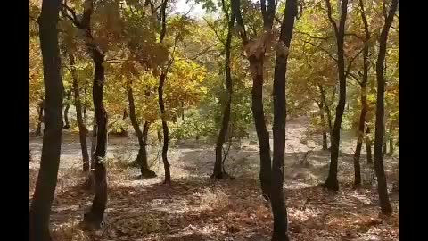 Autumn in turkey