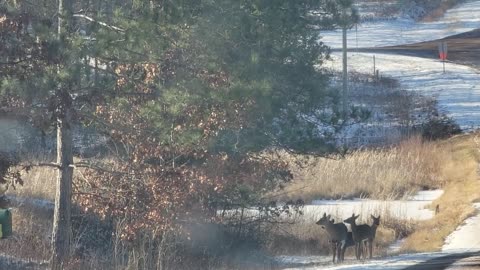 First video of New Babies" 🦌🦌🦌 from Pet Goose George