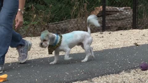 White Dog Playing in Playpen Outside Animal Shelter