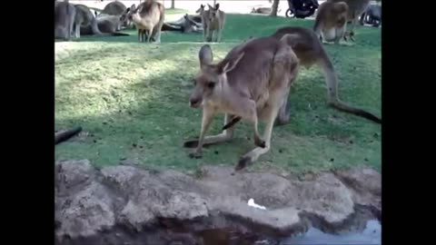 Baby Kangaroos