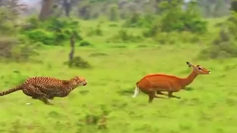 Leopard attack to deer