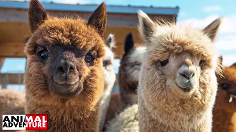 Cutest Animal Documentary Alpaca _ #Alpaca _