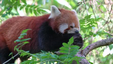 Red Pandaute Panda Bear Cat Mammal cat-Bearg