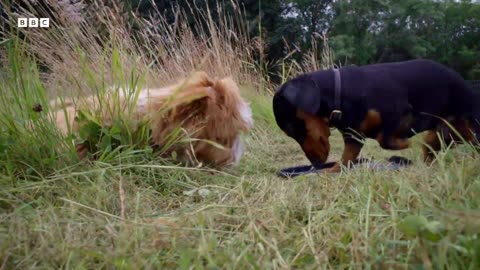 These Dogs Have Their Own Country Club The Wonderful World of Puppies BBC Earth