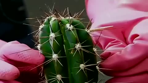 Grafting of cactus and dragon fruit lifehacks planttiktok