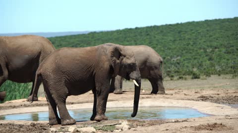 Elephant in Thailand 1