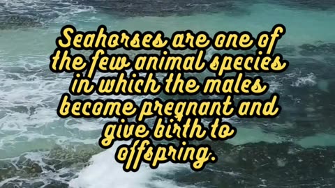 Animal Facts Seahorses #shorts