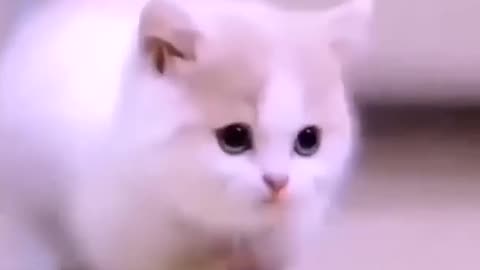 Cute Cat - Part 1