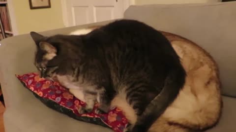 Cat gets comfortable on a husky bed