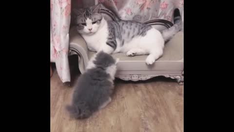 Cat fighting with another cat