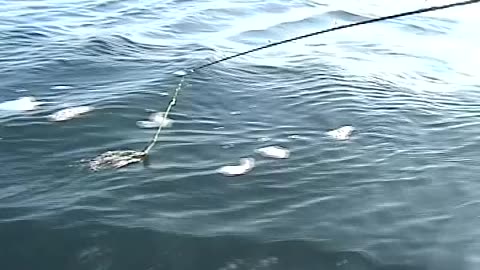 Māori Fishing - Oakura Bay, New Zealand - New Years Day 2002