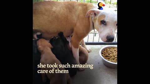 Pit Bull Mom Leads Rescuers To Her Babies UPDATE | The Dodo Pittie Nation