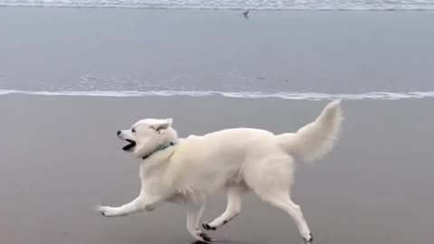 Funny video on dog which dance💃 dog so lovely❤😊