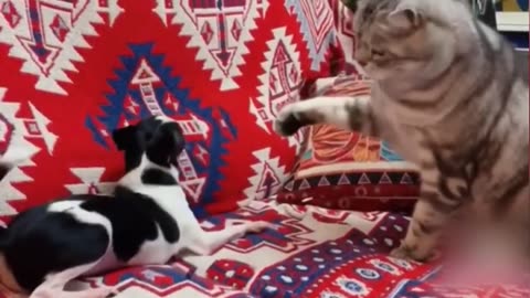 Cat vs small dog, who's gonna win funny animal