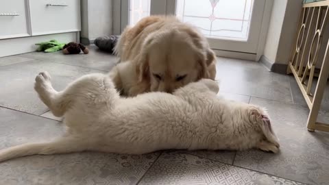 Golden Retriever Puppy Demands Attention